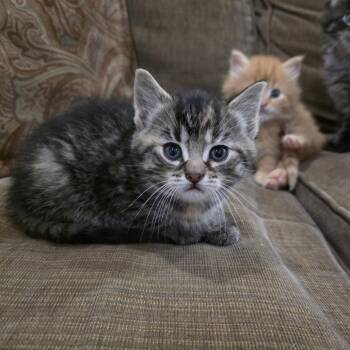 Torbie and Domestic Short Hair Cats Available for Adoption - Ashira | PetCurious