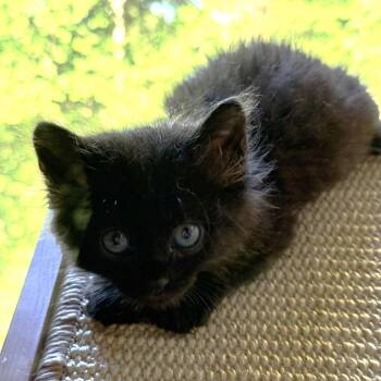 Daisy -  Domestic Medium Hair Cat for Adoption in Blue Ridge, Georgia - Daisy | PetCurious