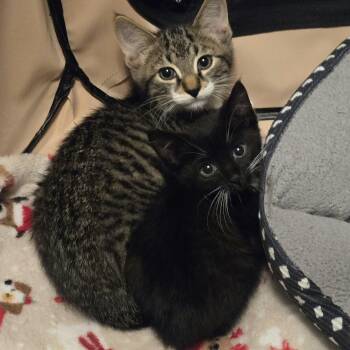 Tax Evasion & Vehicular Manslaughter -  Domestic Short Hair Cat for Adoption in Warwick, Rhode Island - Tax Evasion & Vehicular Manslaughter | PetCurious