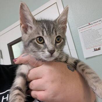 Redbird 4 -  Domestic Short Hair Cat Available for Adoption in Titusville, Florida - Redbird 4 | PetCurious
