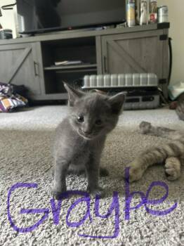 Grabey -  Domestic Short Hair Cat for Adoption in The Woodlands, Texas - Grabey | PetCurious