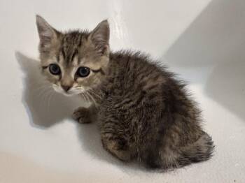 Ella -  Tabby Cat for Adoption - Ella | PetCurious