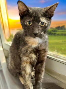 Rescue Domestic Short Hair Cats for Adoption in Champaign, Illinois - Chai | PetCurious
