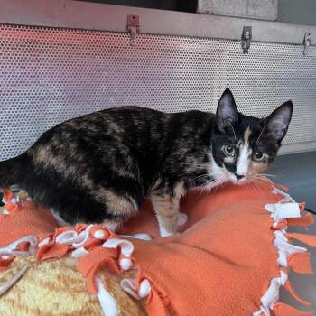 Domestic Short Hair Cats Available for Adoption - Penelope | PetCurious