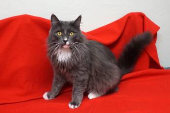 Domestic Medium Hair Cats Available for Adoption - Earl Grey | PetCurious