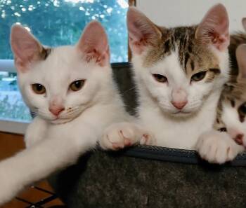 Azure & Darya -  Domestic Short Hair and Tabby Cat for Adoption in The Dalles, Oregon - Azure & Darya | PetCurious