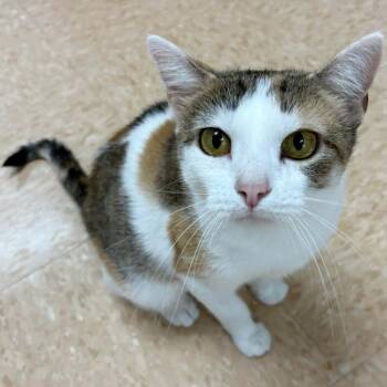 Calico Cats Available for Adoption - Monroe | PetCurious