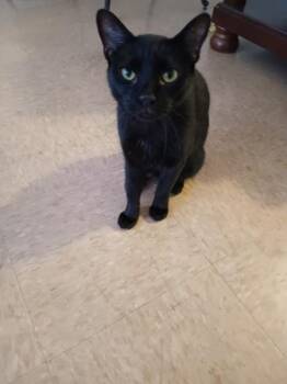 Dainty -  Domestic Short Hair Cat for Adoption - Dainty | PetCurious