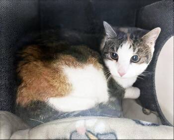Sally Sue -  Domestic Short Hair Cat Available for Adoption in Nashville, Tennessee - Sally Sue | PetCurious