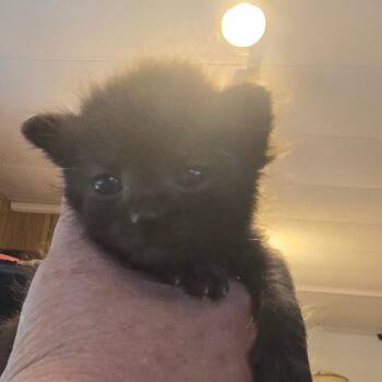 Stanley -  Domestic Short Hair Cat for Adoption in Hanna City, Illinois - Stanley | PetCurious