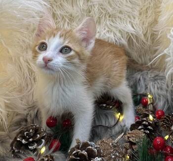 Rescue Domestic Short Hair Cats for Adoption in San Diego, California - Wagassi | PetCurious