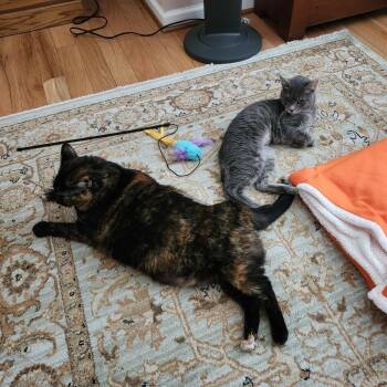 Katty B -  Domestic Short Hair Cat for Adoption in Baltimore, Maryland - Katty B | PetCurious