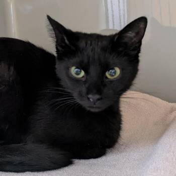 Quoth the Raven -  Domestic Short Hair Cat for Adoption in Chicago, Illinois - Quoth The Raven | PetCurious