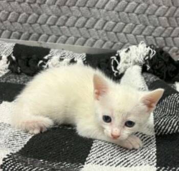 Hannah -  Domestic Short Hair Cat for Adoption in Lampasas, Texas - Hannah | PetCurious