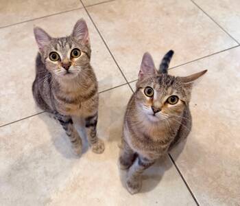 Rescue Tabby and Domestic Short Hair Cats for Adoption in Mission Viejo, California - Betsy And Frank | PetCurious
