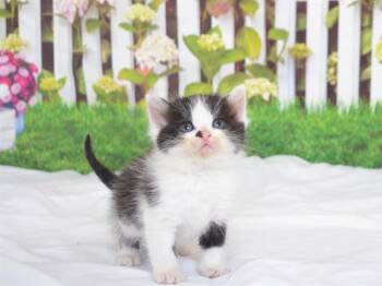 Domestic Short Hair Cats Available for Adoption in Oroville, California - BLOSSUM | PetCurious