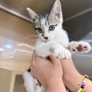 Buffy -  Domestic Short Hair Cat for Adoption in Melrose, Florida - Buffy | PetCurious