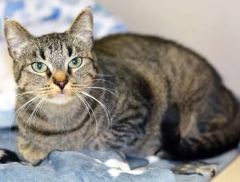 Rescue Tabby Cats for Adoption in San Clemente, California - ANCHO | PetCurious
