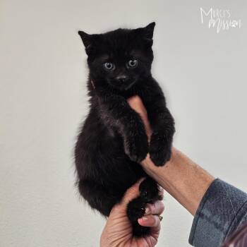 Brooks -  Domestic Short Hair Cat for Adoption in Spokane, Washington - Brooks | PetCurious