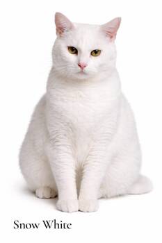 Domestic Short Hair Cats Available for Adoption in Stevensville, Michigan - Snow White | PetCurious