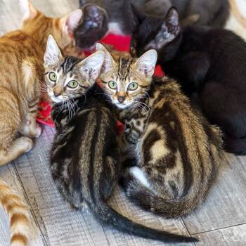 Fern and Charlotte -  Tabby Cat for Adoption in Lampasas, Texas - Fern And Charlotte | PetCurious