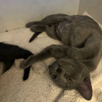 Rescue Domestic Short Hair Cats for Adoption in Dayton, Ohio - Nema | PetCurious