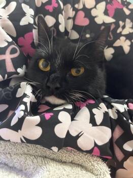 Rescue Domestic Short Hair Cats for Adoption in Sherwood, Oregon - Nova | PetCurious
