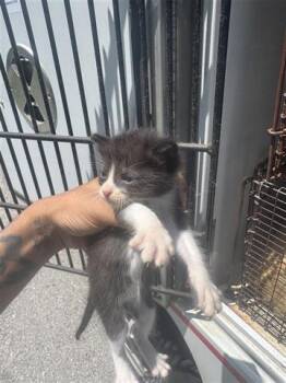 MARCO -  Domestic Short Hair Cat Available for Adoption in Houston, Texas - MARCO | PetCurious
