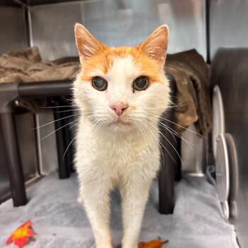 REGINALD -  Domestic Short Hair Cat for Adoption in Hagerstown, Maryland - REGINALD | PetCurious