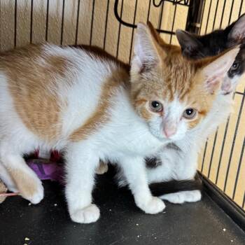Sherbert -  Domestic Short Hair Cat Available for Adoption in Saginaw, Michigan - Sherbert | PetCurious