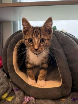 POUNCE -  Domestic Short Hair Cat for Adoption in Leesburg, Virginia - POUNCE | PetCurious