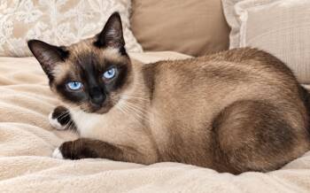Mary Jane -  Siamese Cat for Adoption in Los Angeles, California - Mary Jane | PetCurious