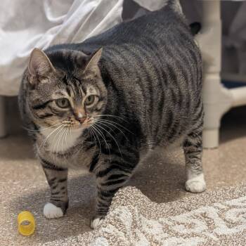 Rescue Domestic Short Hair Cats for Adoption in Sonoma, California - Gerty | PetCurious