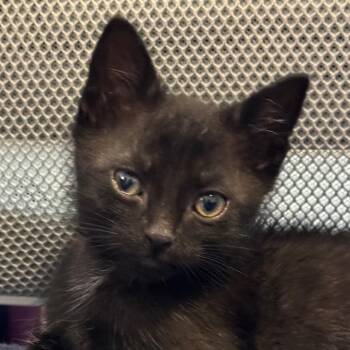 Slinky -  Domestic Short Hair Cat for Adoption in Franklin, Tennessee - Slinky | PetCurious