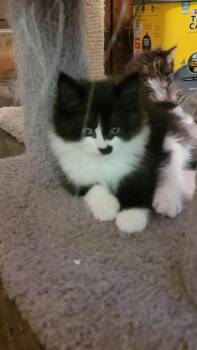 Gadget -  Domestic Medium Hair Cat for Adoption in Walled Lake, Michigan - Gadget | PetCurious