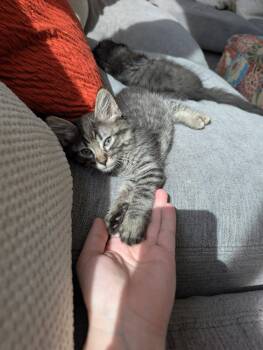 Fat Twin -  Domestic Long Hair and Tabby Cat for Adoption in Glendale, Arizona - Fat Twin | PetCurious