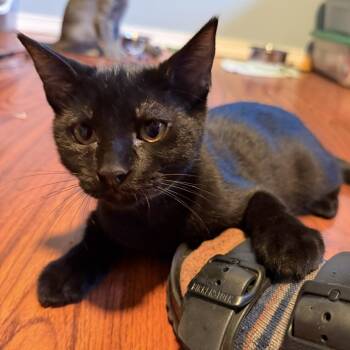 Orion -  Domestic Short Hair Cat for Adoption in Renton, Washington - Orion | PetCurious
