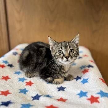 Lindy--In Foster -  Domestic Short Hair Cat for Adoption in Fargo, North Dakota - Lindy--In Foster | PetCurious