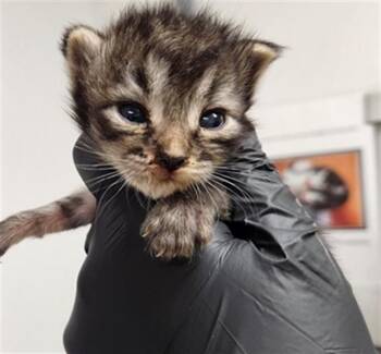 MAINE -  Domestic Short Hair Cat for Adoption in Fort Lauderdale, Florida - MAINE | PetCurious