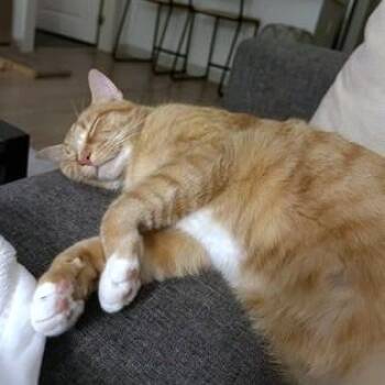 Domestic Short Hair Cats Available for Adoption - Tory | PetCurious