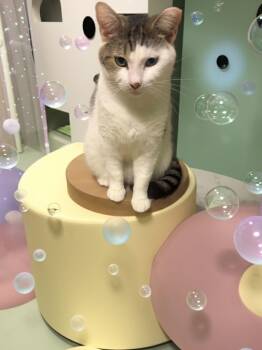 Max -  Domestic Short Hair Cat for Adoption in Ocala, Florida - Max | PetCurious