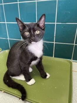 Nala -  Domestic Short Hair Cat for Adoption in Honolulu, Hawaii - Nala | PetCurious
