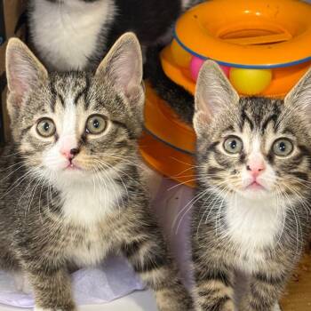 Domestic Short Hair Cats Available for Adoption - White Claw | PetCurious