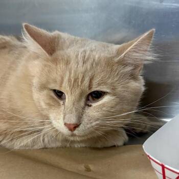 Horus -  Domestic Medium Hair Cat for Adoption in Greenville, South Carolina - Horus | PetCurious