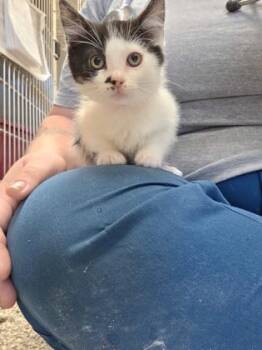 Marigold -  Domestic Short Hair Cat for Adoption in Westland, Michigan - Marigold | PetCurious