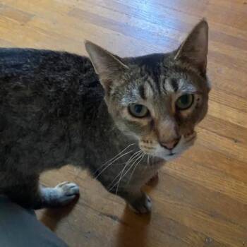Rescue Tabby Cats for Adoption in Indianapolis, Indiana - Sierra | PetCurious