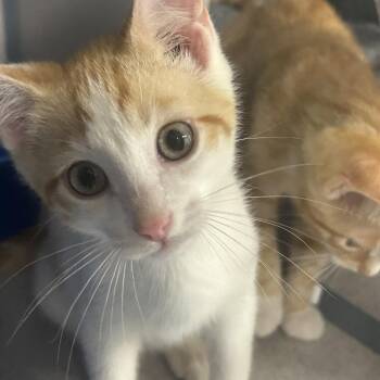 Carrot -  Domestic Short Hair Cat for Adoption in Greenville, Pennsylvania - Carrot | PetCurious