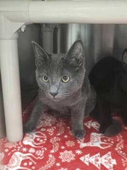 Sam -  Domestic Short Hair Cat for Adoption in Missoula, Montana - Sam | PetCurious