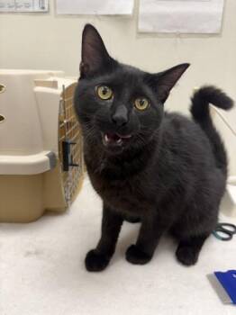 Domestic Short Hair Cats Available for Adoption - Abu - Affectionate Handsome Boy! | PetCurious