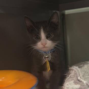 CO0499 Al Hachi -  Domestic Short Hair Cat for Adoption in Port Washington, New York - CO0499 Al Hachi | PetCurious